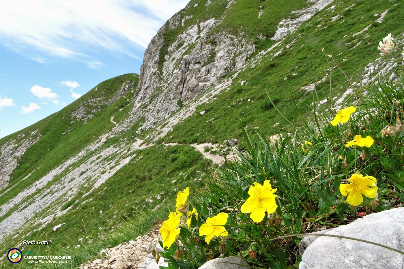 58 Eliantemo rupino (Helianthemum oelandicum) sul sent. 218 per Bocchetta di Corna Piana.JPG